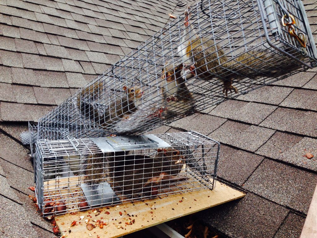 remove squirrels from attic
