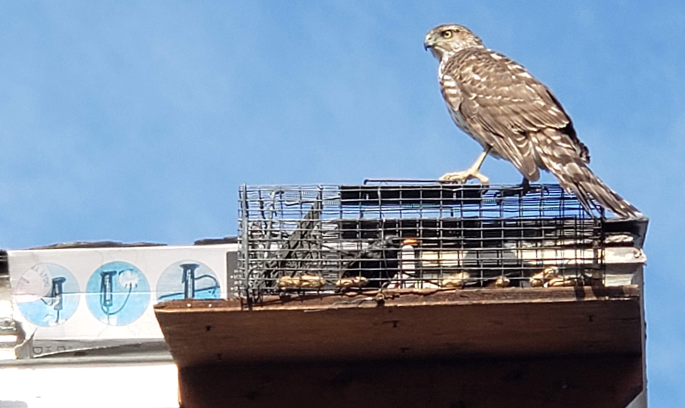 Hawk standing on trap