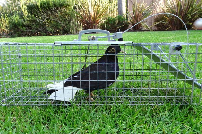 bird_removal