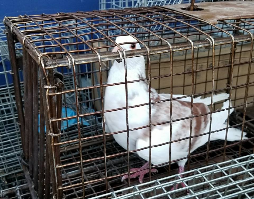 bird control