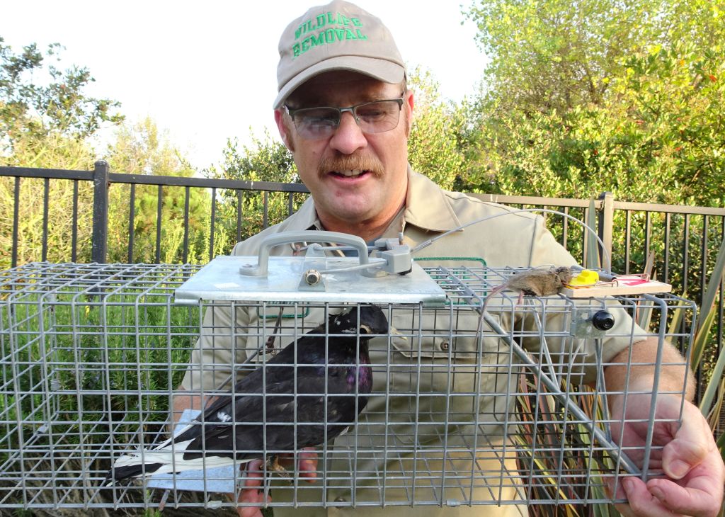 bird removal